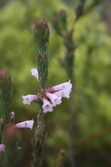Erica viscaria
