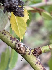 Peribalus strictus vernalis