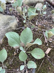 Antennaria plantaginifolia