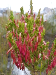 Erica coccinea