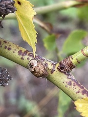 Peribalus strictus vernalis