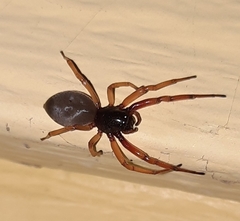 Trachelas tranquillus