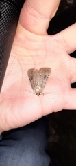Amphipyra pyramidea