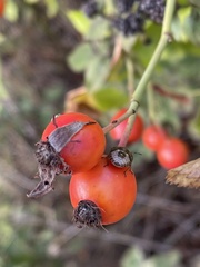 Peribalus strictus vernalis