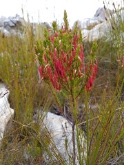 Erica coccinea