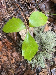 Parthenocissus quinquefolia