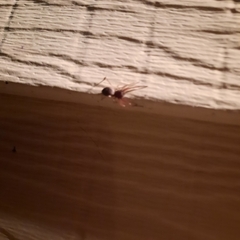 Trachelas tranquillus