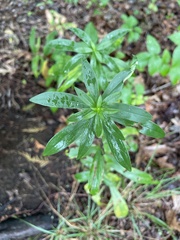 Asphondylia solidaginis