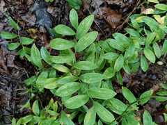 Uvularia sessilifolia