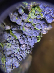 Kretzschmaria deusta