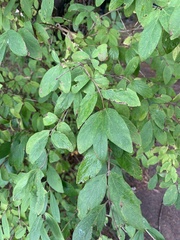 Lonicera morrowii