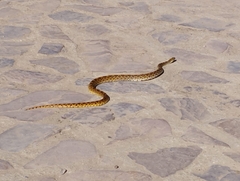 Pituophis catenifer