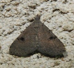 Nychioptera noctuidalis