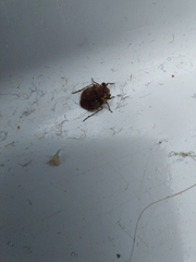 Gelastocoris oculatus