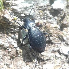 Carabus sylvestris