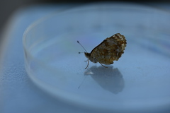 Phyciodes pulchella