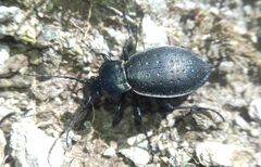 Carabus sylvestris