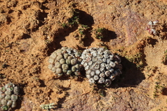 Conophytum minusculum