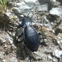 Carabus sylvestris