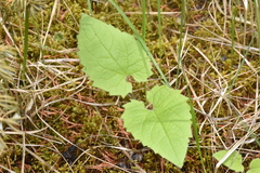 Arnica cordifolia