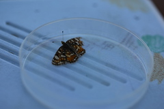 Phyciodes pulchella