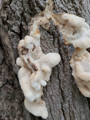 Climacodon septentrionalis