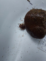 Gelastocoris oculatus