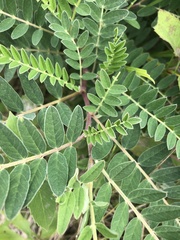 Astragalus canadensis