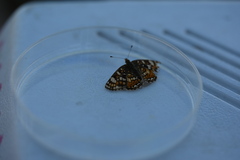 Phyciodes pulchella