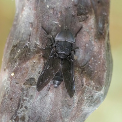 Tabanus atratus