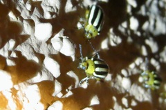 Disonycha glabrata