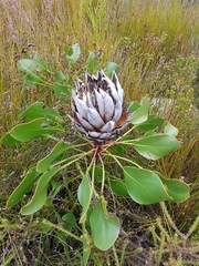 Protea cynaroides