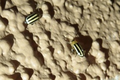 Disonycha glabrata