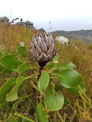 Protea cynaroides