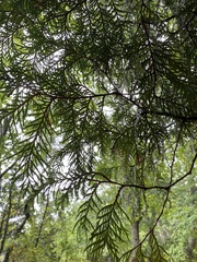 Chamaecyparis obtusa