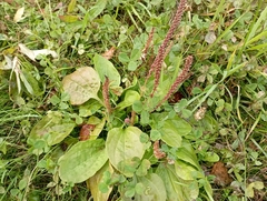 Plantago major