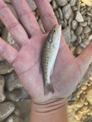 Micropterus treculii