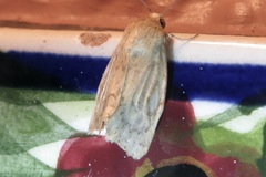 Heliocheilus paradoxus