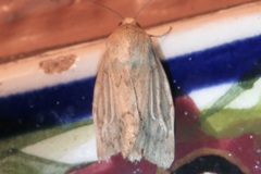 Heliocheilus paradoxus