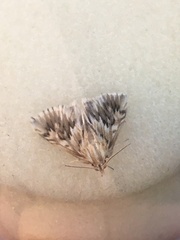 Cynaeda dentalis