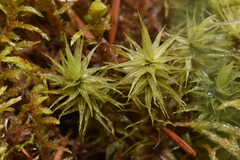 Dicranum polysetum
