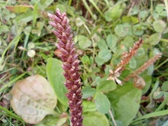 Plantago major
