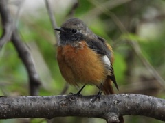 Phoenicurus auroreus