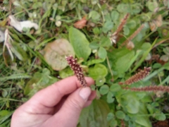 Plantago major