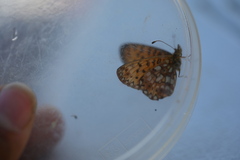 Boloria selene