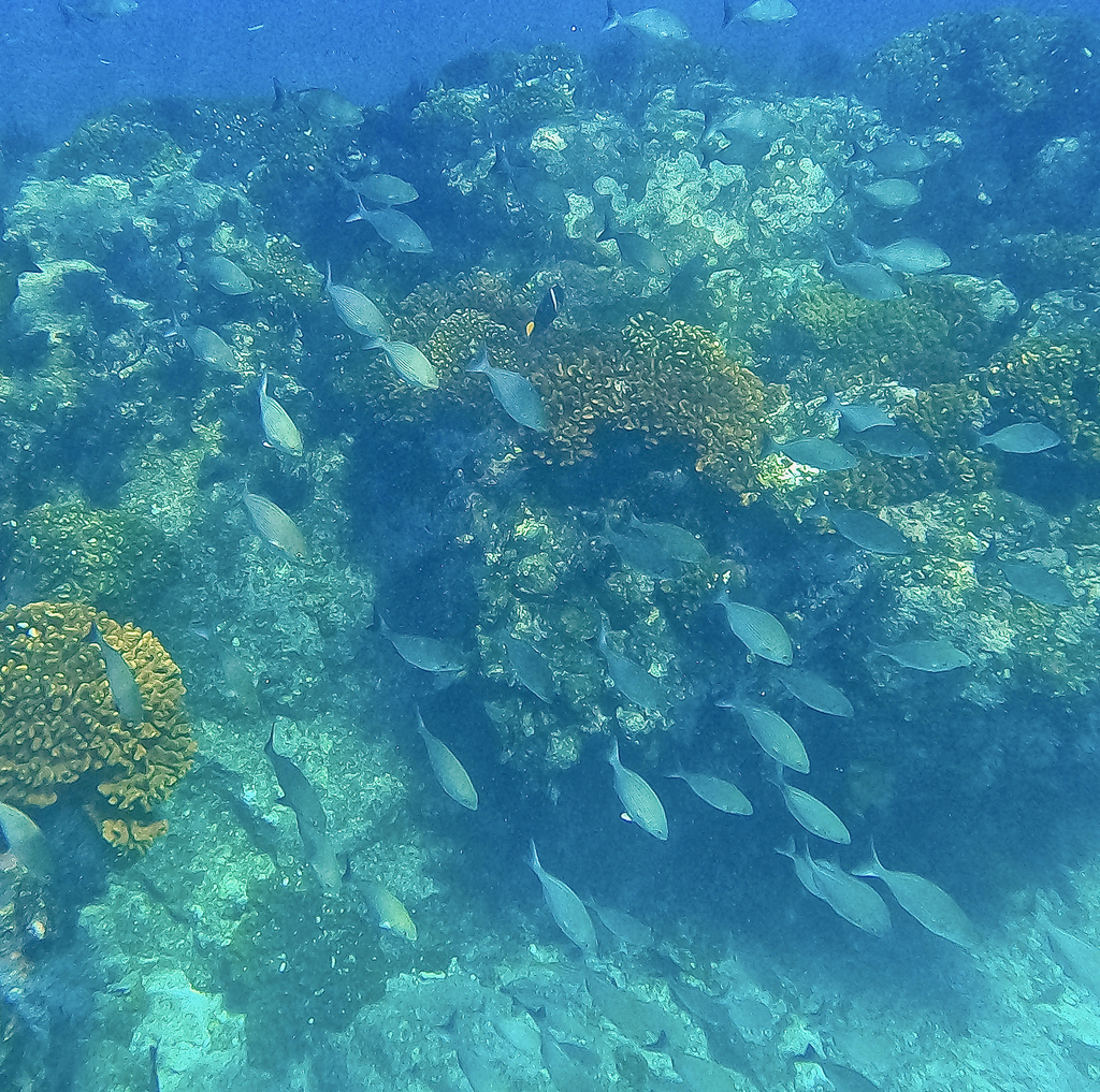 Photo of Brassy chub (Kyphosus vaigiensis)