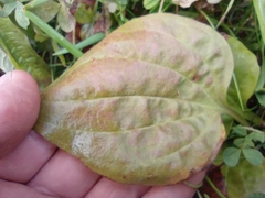 Plantago major
