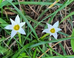 Romulea flava
