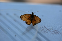 Boloria selene
