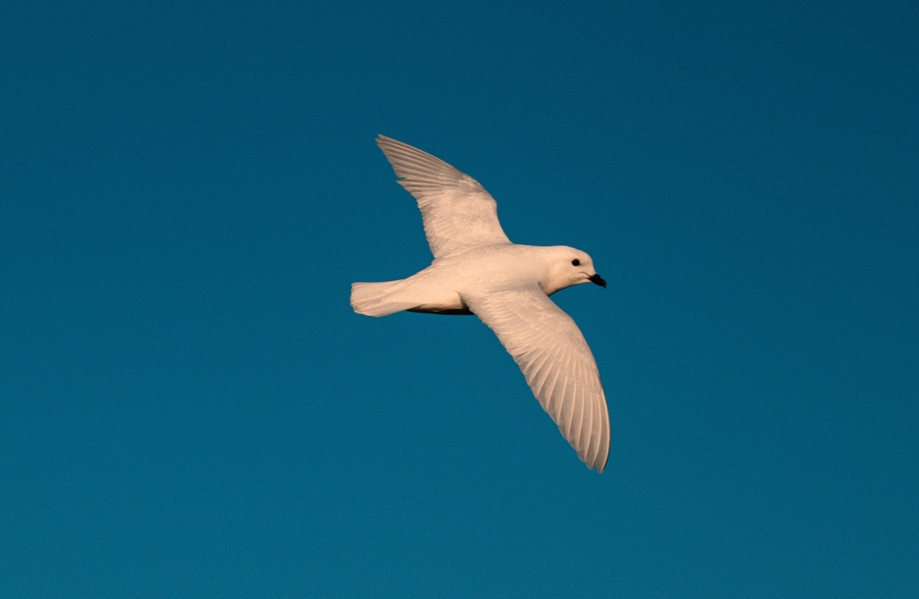 Snow Petrel